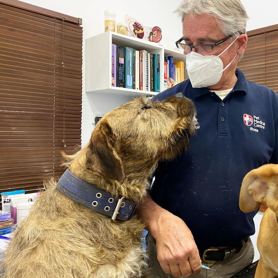 A Man Wearing a Face Mask is Standing Next to a Dog — Pet Medical Centre in Dubbo, NSW