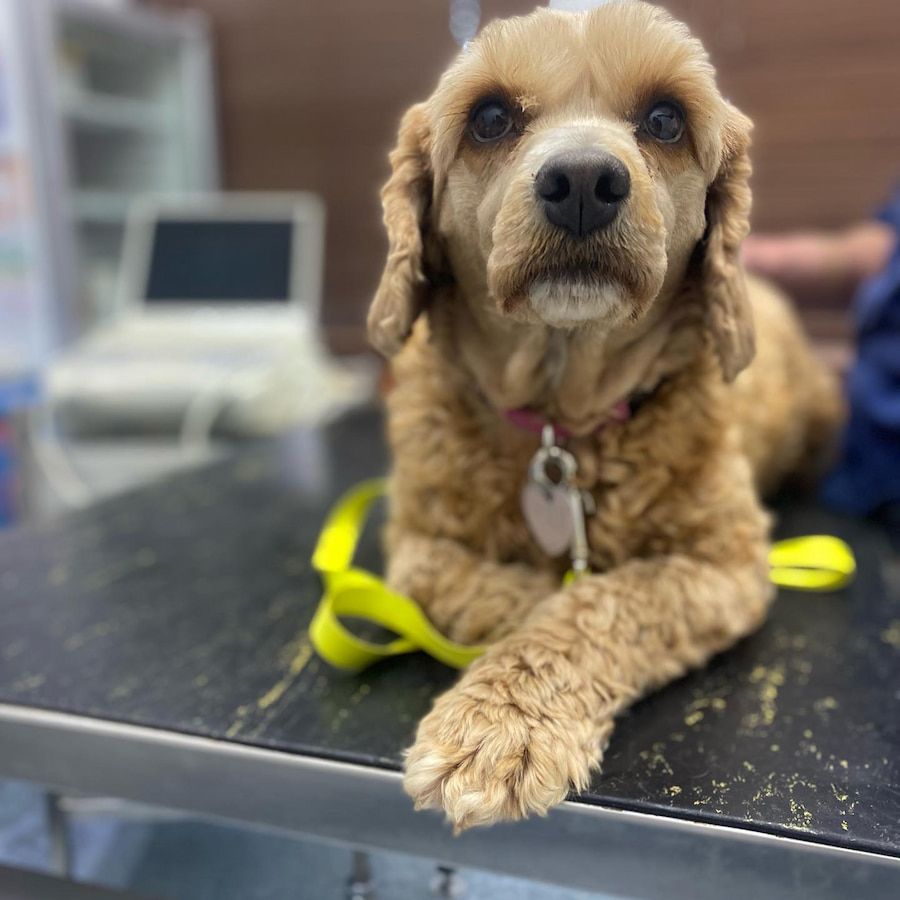 A Dog With a Yellow Leash is Laying on a Table — Pet Medical Centre in Dubbo, NSW