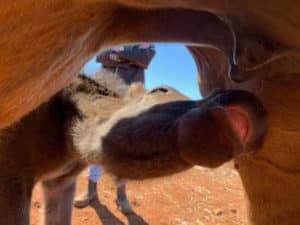 A Close Up of a Cow Drinking Milk From Its Mother's Udder — Pet Medical Centre in Dubbo, NSW