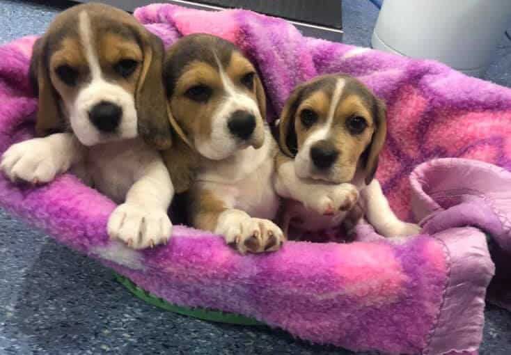 Three Beagle Puppies Are Laying in a Pink Basket — Pet Medical Centre in Dubbo, NSW