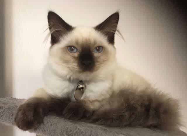 A Siamese Cat is Sitting on Top of a Cat Tree — Pet Medical Centre in Dubbo, NSW