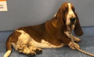 A Basset Hound Dog is Laying on the Floor With a Rope Around Its Neck — Pet Medical Centre in Dubbo, NSW