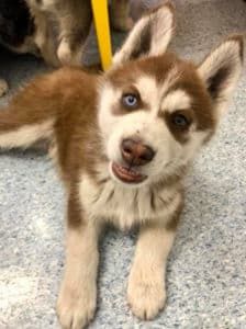A Brown and White Husky Puppy With Blue Eyes is Laying on the Floor — Pet Medical Centre in Dubbo, NSW