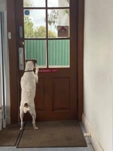 A Dog is Standing in Front of a Door Looking Out the Window — Pet Medical Centre in Dubbo, NSW