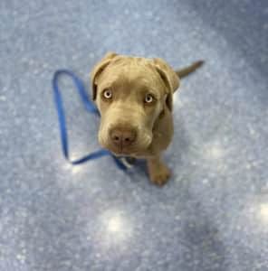 A Brown Dog With a Blue Leash is Looking Up at the Camera — Pet Medical Centre in Dubbo, NSW