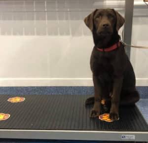 A Brown Dog is Sitting on Top of a Treadmill — Pet Medical Centre in Dubbo, NSW