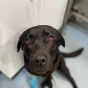 A Black Dog is Looking Up at the Camera in a Room — Pet Medical Centre in Dubbo, NSW