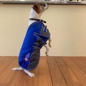 A Small Dog Wearing a Blue Coat is Standing on Its Hind Legs on a Wooden Floor — Pet Medical Centre in Dubbo, NSW