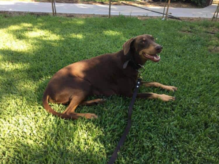 A Brown Dog is Laying in the Grass on a Leash — Pet Medical Centre in Dubbo, NSW