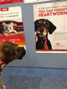 A Dog is Looking at a Poster of a Dog and a Cat — Pet Medical Centre in Dubbo, NSW