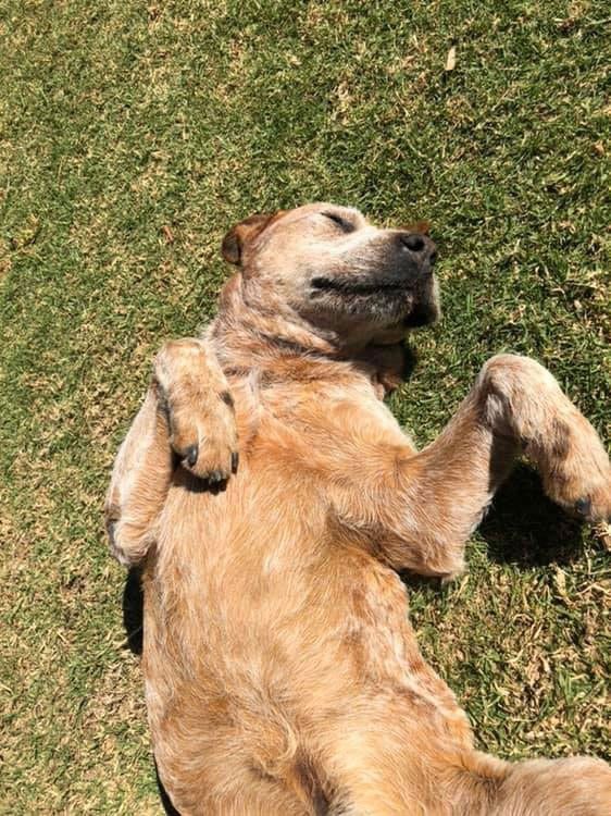 A Dog is Laying on Its Back in the Grass — Pet Medical Centre in Dubbo, NSW