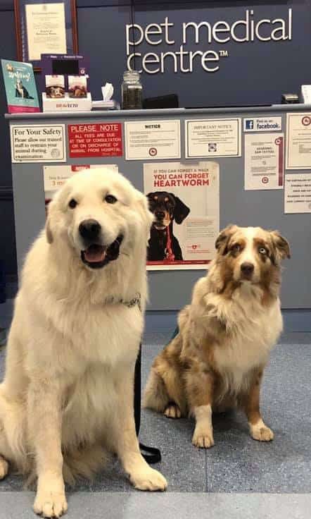 Two Dogs Are Sitting in Front of a Pet Medical Centre Counter — Pet Medical Centre in Dubbo, NSW