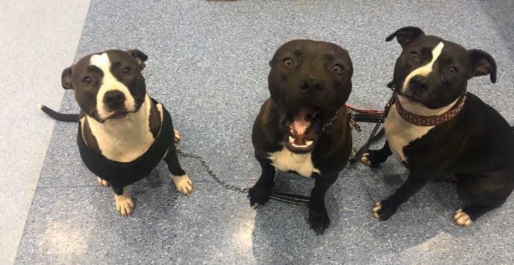 Three Black and White Dogs Are Sitting Next to Each Other on a Blue Floor — Pet Medical Centre in Dubbo, NSW