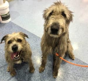 Two Dogs Are Sitting Next to Each Other on a Blue Floor — Pet Medical Centre in Dubbo, NSW