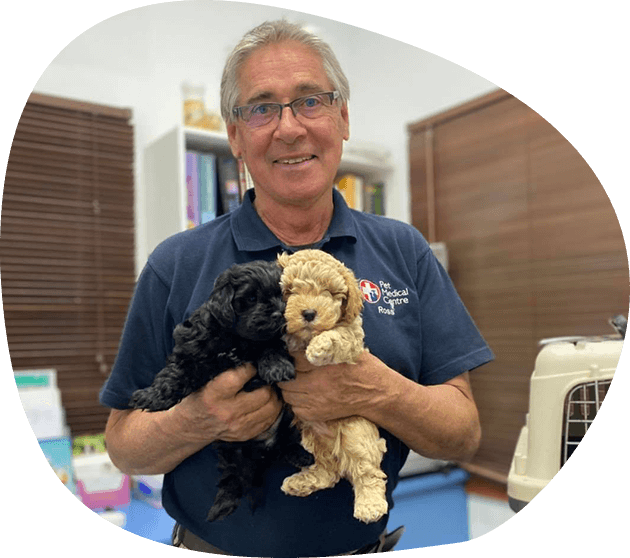 A Man in a Blue Shirt is Holding Two Puppies in His Arms — Pet Medical Centre in Dubbo, NSW