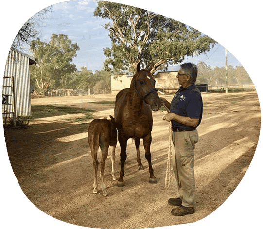 A Man is Standing Next to a Horse and a Foal — Pet Medical Centre in Dubbo, NSW