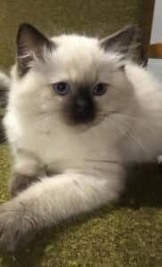 A Siamese Kitten is Laying on a Green Carpet and Looking at the Camera — Pet Medical Centre in Dubbo, NSW