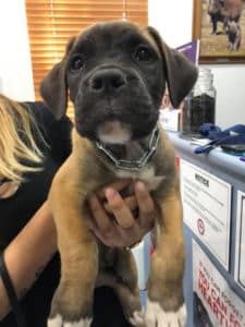 Person is Holding a Brown and Black Puppy in Their Hands — Pet Medical Centre in Dubbo, NSW