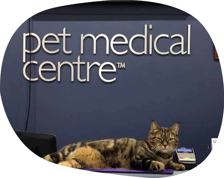 A Cat is Laying in Front of a Pet Medical Centre Sign — Pet Medical Centre in Dubbo, NSW