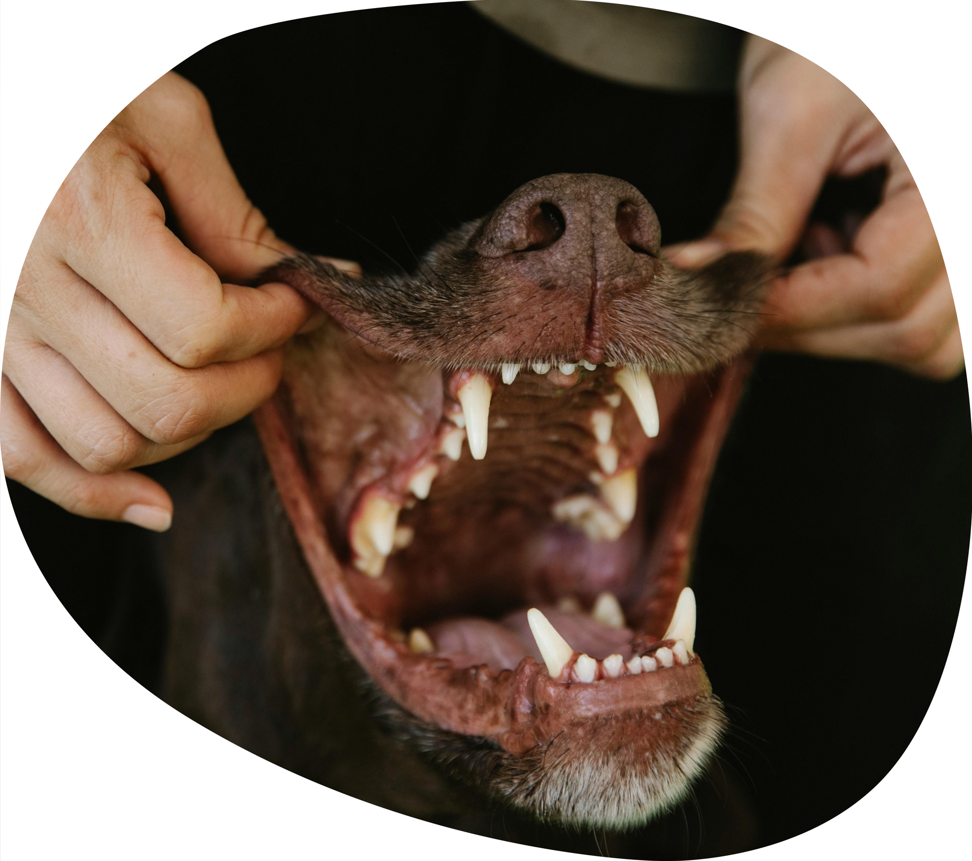 A Dog's Teeth Are Being Examined — Pet Medical Centre in Dubbo, NSW