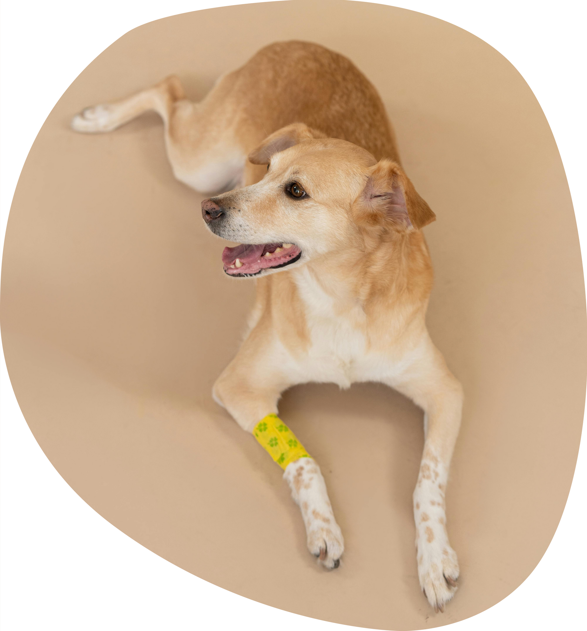 A Dog With A Yellow Bandage On Its Front Leg — Pet Medical Centre in Dubbo, NSW
