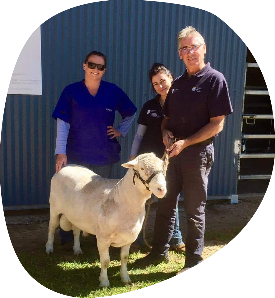 Three People Are Standing Around A Sheep — Pet Medical Centre in Dubbo, NSW