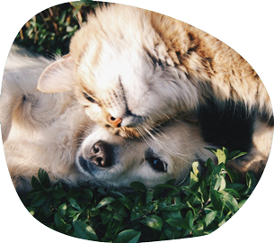 An Orange Cat and Light Brown Dog Lying Next to Each Other — Pet Medical Centre in Dubbo, NSW