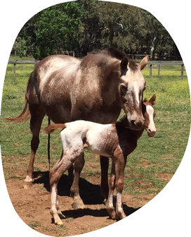 A Horse And Its Child Standing Next To Each Other In A Paddock — Pet Medical Centre in Dubbo, NSW