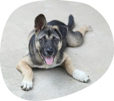 A Surgeon is Operating on a Patient in an Operating Room — Pet Medical Centre in Dubbo, NSW