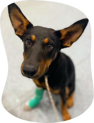 A Small Dog Staring Up Into The Camera With A Green Bandage — Pet Medical Centre in Dubbo, NSW