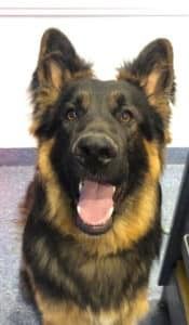 A German Shepherd Dog is Sitting on the Floor With Its Tongue Hanging Out — Pet Medical Centre in Dubbo, NSW