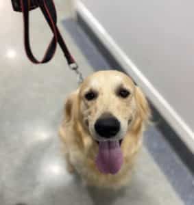A Close Up of a Dog on a Leash With Its Tongue Hanging Out — Pet Medical Centre in Dubbo, NSW