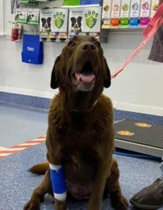 A Brown Dog With a Bandage on Its Leg is Sitting on a Scale — Pet Medical Centre in Dubbo, NSW