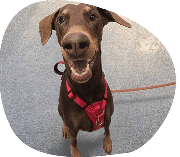 A Brown Dog Wearing a Red Harness is Looking at the Camera — Pet Medical Centre in Dubbo, NSW