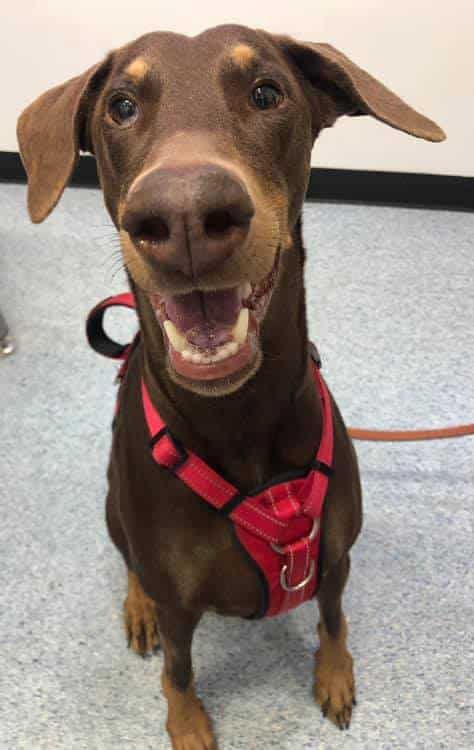 A Brown Dog Wearing a Red Harness is Sitting on the Floor and Smiling — Pet Medical Centre in Dubbo, NSW