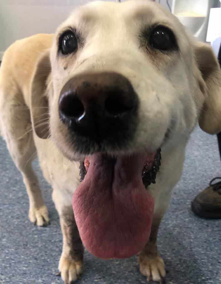 A Close Up of a Dog With Its Tongue Hanging Out — Pet Medical Centre in Dubbo, NSW