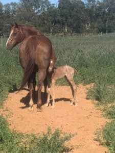 A Horse and a Foal Are Standing Next to Each Other in a Field — Pet Medical Centre in Dubbo, NSW