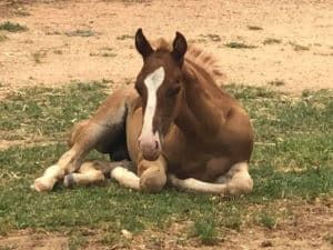 A Brown and White Horse is Laying Down in the Grass — Pet Medical Centre in Dubbo, NSW