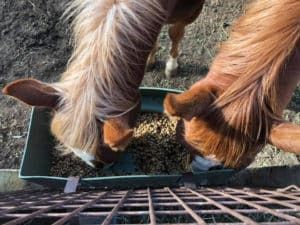 Two Horses Are Eating From a Feeder — Pet Medical Centre in Dubbo, NSW