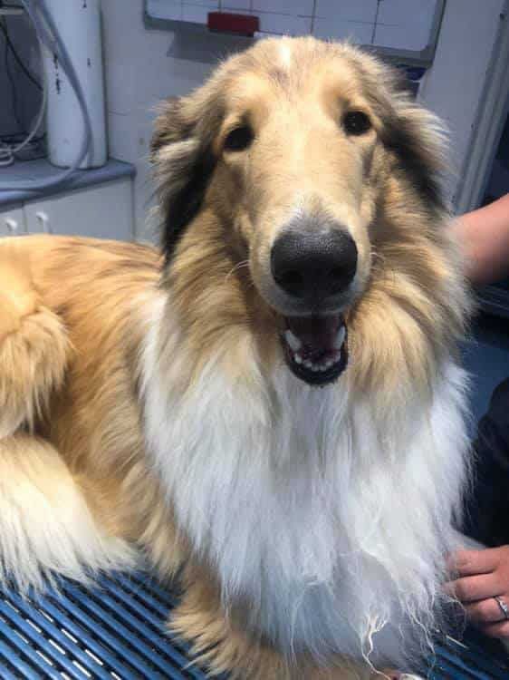 A Collie Dog is Being Groomed by a Person in a Grooming Salon — Pet Medical Centre in Dubbo, NSW