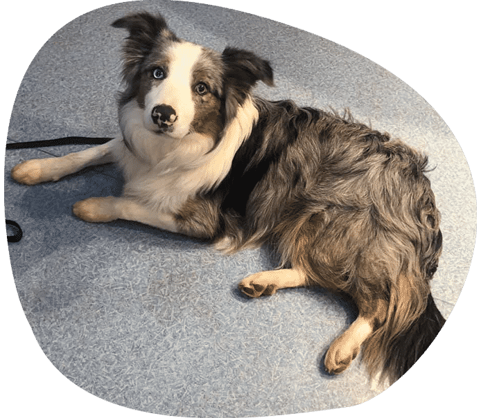 A Brown and White Dog is Laying on the Floor and Looking at the Camera — Pet Medical Centre in Dubbo, NSW