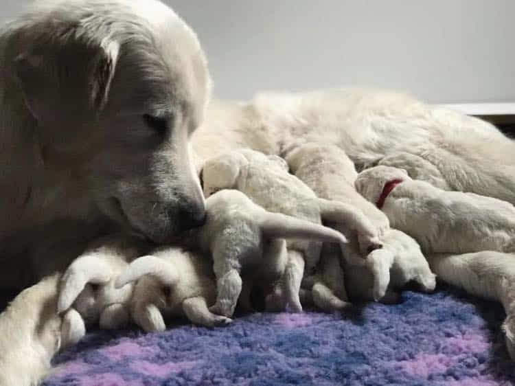 A Dog is Laying on Top of a Pile of Puppies — Pet Medical Centre in Dubbo, NSW