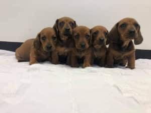 A Group of Dachshund Puppies Are Sitting Next to Each Other on a Bed — Pet Medical Centre in Dubbo, NSW