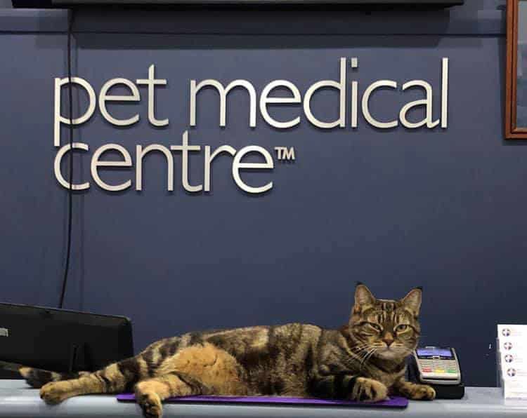 A Cat Laying on a Table in Front of a Pet Medical Centre Sign — Pet Medical Centre in Dubbo, NSW
