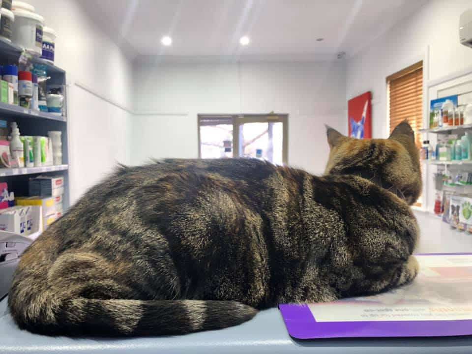 A Cat is Laying on a Table in a Veterinary Office — Pet Medical Centre in Dubbo, NSW