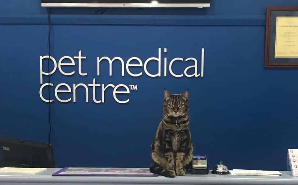 A Cat is Sitting at the Front Desk of a Pet Medical Centre — Pet Medical Centre in Dubbo, NSW