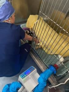 A Surgeon is Operating on a Dog in a Cage — Pet Medical Centre in Dubbo, NSW