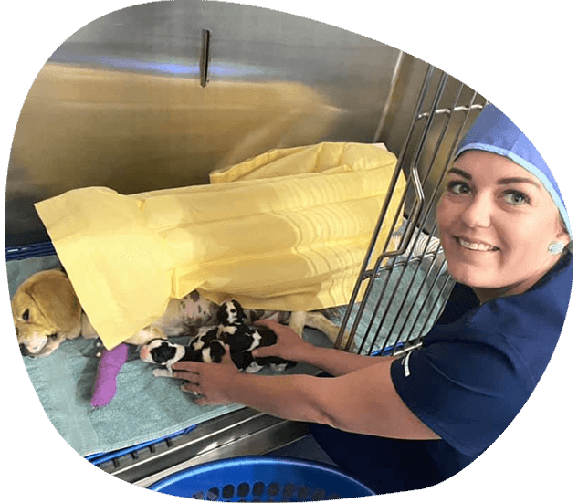 A Woman in Scrubs is Holding a Puppy in a Cage — Pet Medical Centre in Dubbo, NSW