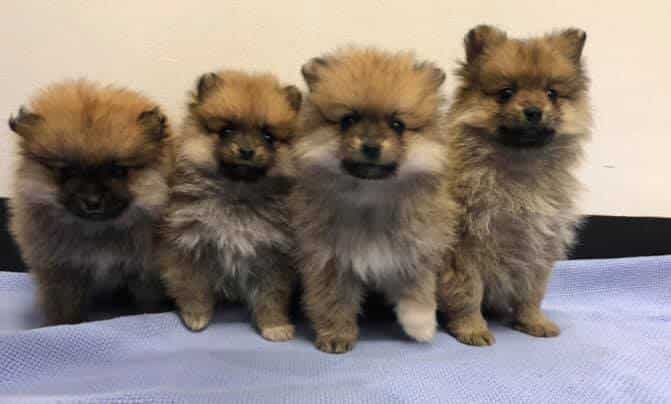 Four Pomeranian Puppies Are Sitting Next to Each Other on a Blue Blanket — Pet Medical Centre in Dubbo, NSW