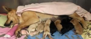 A Dog is Nursing Her Puppies on a Bed — Pet Medical Centre in Dubbo, NSW